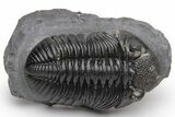 Prone, Drotops Trilobite - Excellent Eye Detail #230485-1